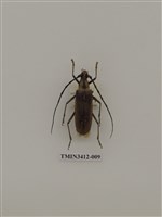 藏品(單條深山天牛)的圖片